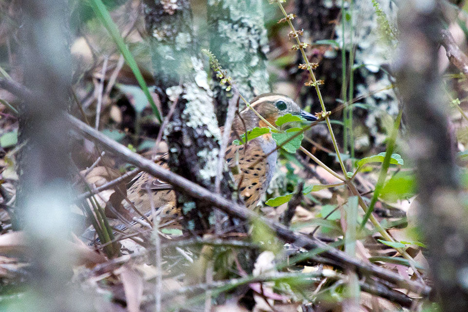 Spotted Quail-thrush (Cinclosoma punctatum)